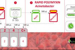 Rapid polimixin Acineto
